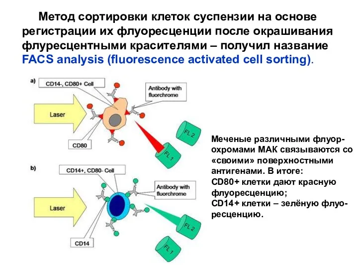 Метод сортировки клеток суспензии на основе регистрации их флуоресценции после