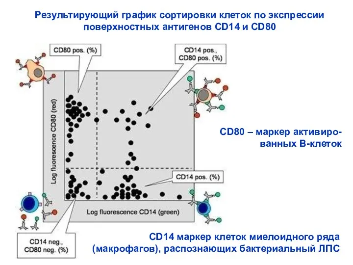 Результирующий график сортировки клеток по экспрессии поверхностных антигенов CD14 и