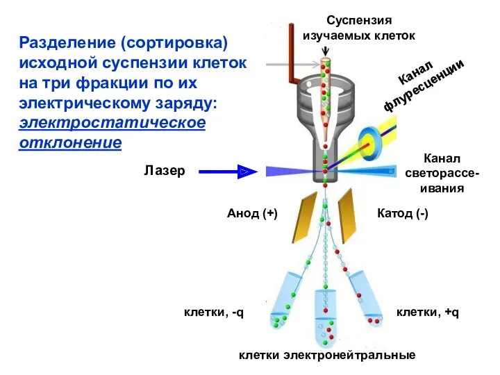 Разделение (сортировка) исходной суспензии клеток на три фракции по их