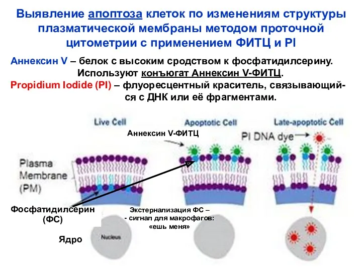 Ядро Выявление апоптоза клеток по изменениям структуры плазматической мембраны методом