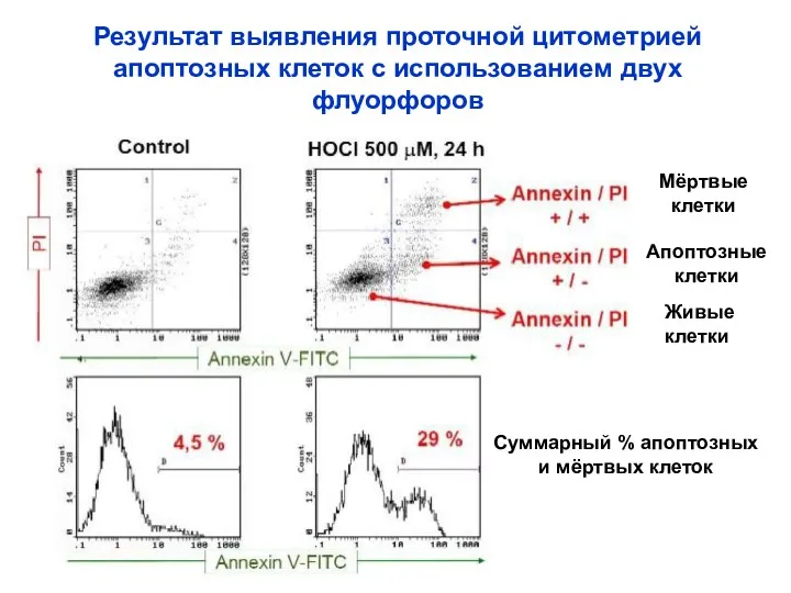 Результат выявления проточной цитометрией апоптозных клеток с использованием двух флуорфоров