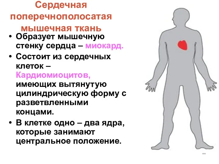 Сердечная поперечнополосатая мышечная ткань Образует мышечную стенку сердца – миокард.