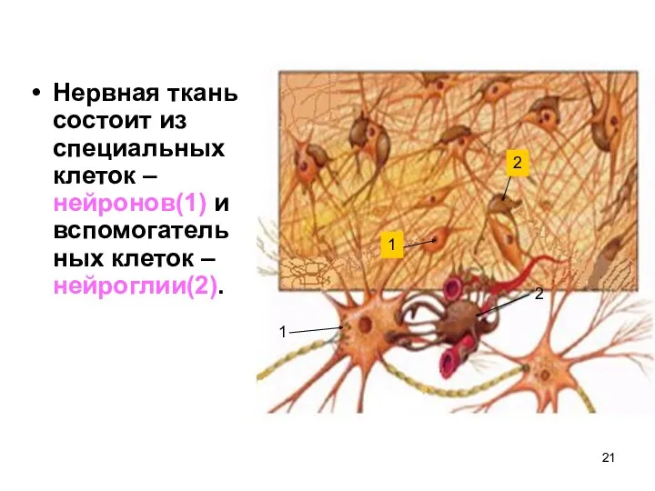 Нервная ткань состоит из специальных клеток – нейронов(1) и вспомогательных