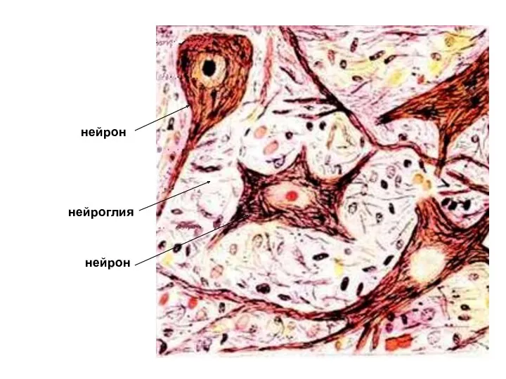 нейрон нейрон нейроглия