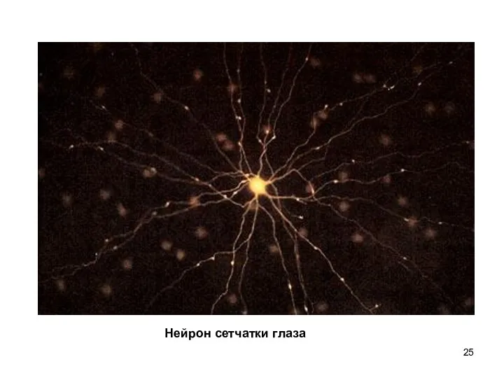 Нейрон сетчатки глаза