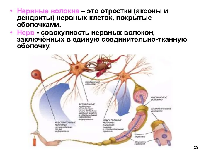 Нервные волокна – это отростки (аксоны и дендриты) нервных клеток,