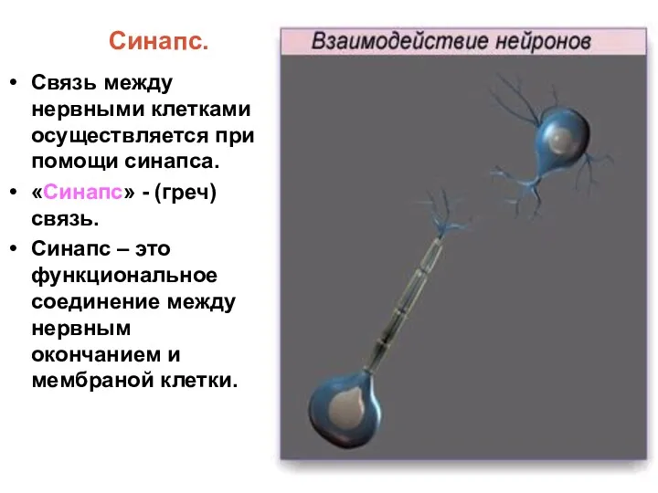 Синапс. Связь между нервными клетками осуществляется при помощи синапса. «Синапс»