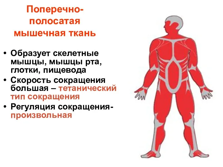 Поперечно-полосатая мышечная ткань Образует скелетные мышцы, мышцы рта, глотки, пищевода