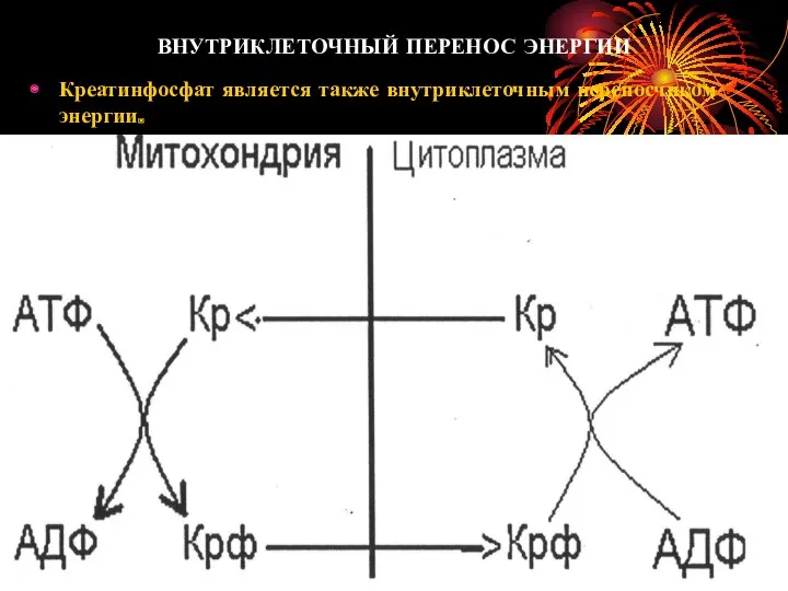 ВНУТРИКЛЕТОЧНЫЙ ПЕРЕНОС ЭНЕРГИИ Креатинфосфат является также внутриклеточным переносчиком энергии.