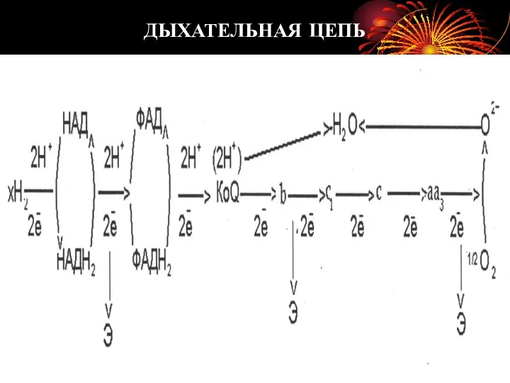 ДЫХАТЕЛЬНАЯ ЦЕПЬ