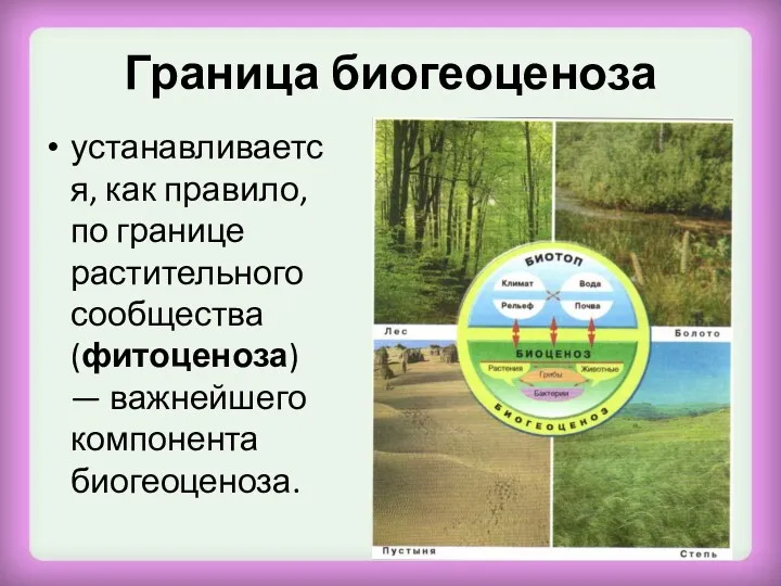 Граница биогеоценоза устанавливается, как правило, по границе растительного сообщества (фитоценоза) — важнейшего компонента биогеоценоза.