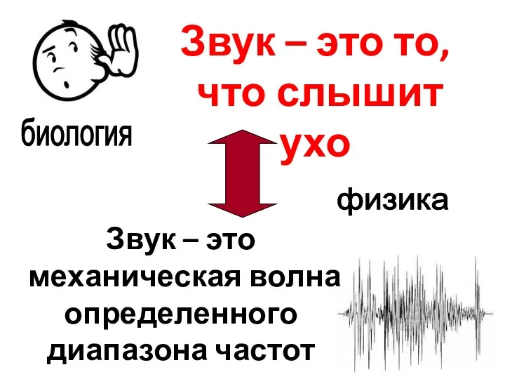 Звук – это механическая волна определенного диапазона частот биология физика