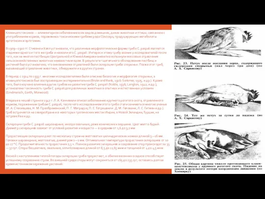 Клавицепстоксикоз — алиментарное заболевание всех видов домашних, диких животных и
