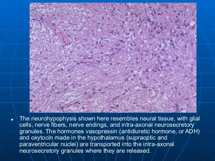 The neurohypophysis shown here resembles neural tissue, with glial cells,