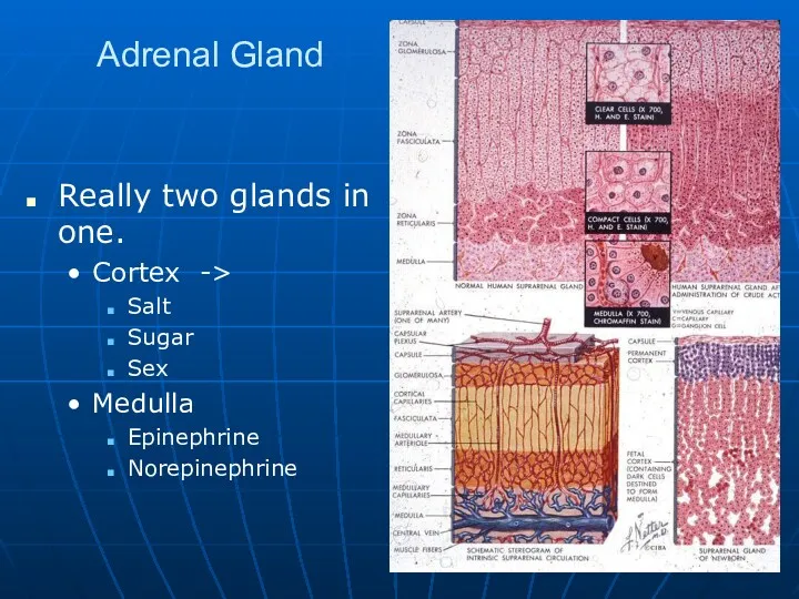 Adrenal Gland Really two glands in one. Cortex -> Salt Sugar Sex Medulla Epinephrine Norepinephrine