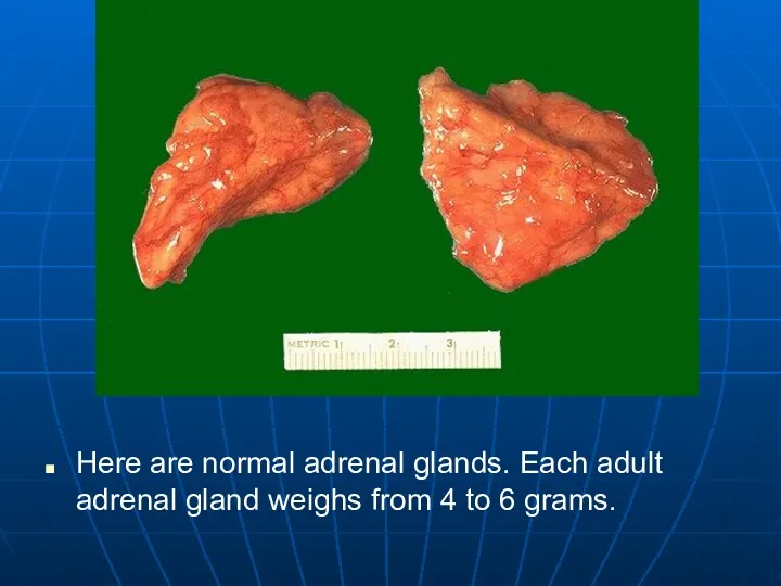 Here are normal adrenal glands. Each adult adrenal gland weighs from 4 to 6 grams.