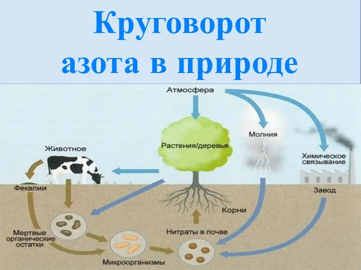 Круговорот азота в природе