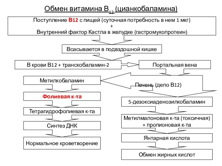 Обмен витамина В12 (цианкобаламина) Нормальное кроветворение Обмен жирных кислот Метилкобаламин