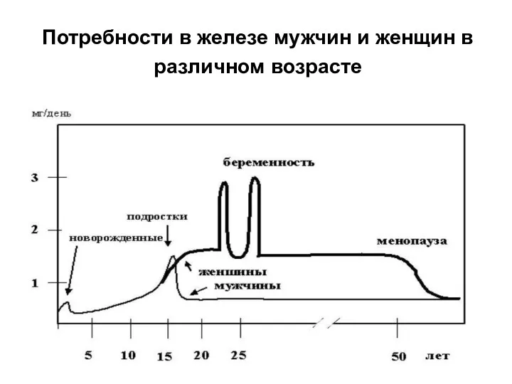 Потребности в железе мужчин и женщин в различном возрасте