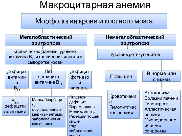 Макроцитарная анемия Морфология крови и костного мозга Мегалобластический эритропоэз Немегалобластический