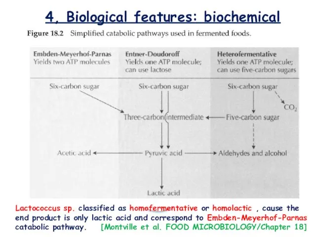 4, Biological features: biochemical Lactococcus sp. classified as homofermentative or