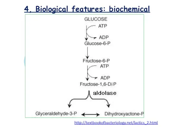 4, Biological features: biochemical http://textbookofbacteriology.net/lactics_2.html