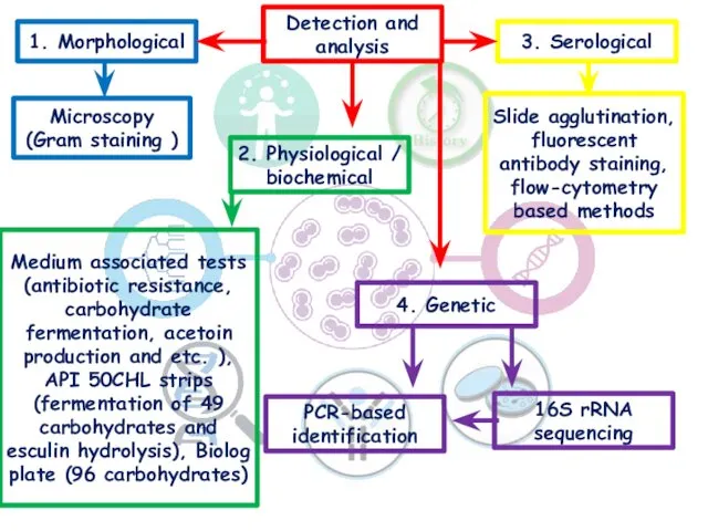 Detection and analysis 1. Morphological 2. Physiological / biochemical 3.