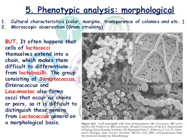 5. Phenotypic analysis: morphological Cultural characteristics (color, margine, transparence of