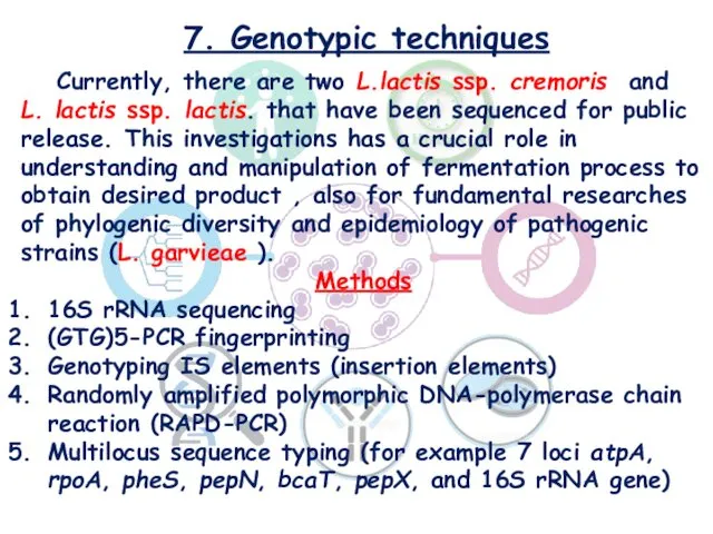 7. Genotypic techniques Currently, there are two L.lactis ssp. cremoris