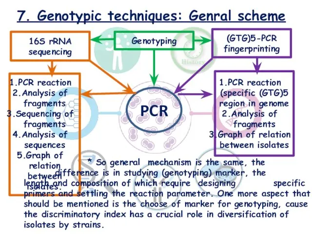 7. Genotypic techniques: Genral scheme Genotyping 16S rRNA sequencing PCR