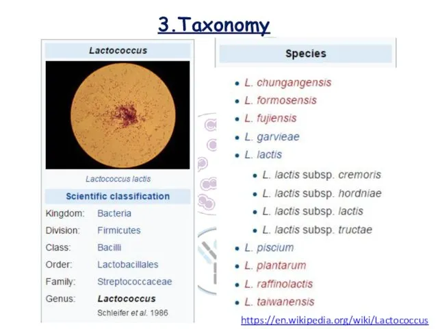 3.Taxonomy https://en.wikipedia.org/wiki/Lactococcus