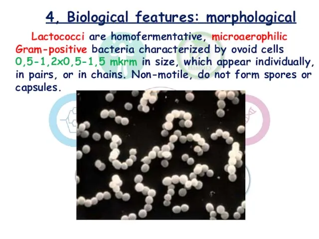4, Biological features: morphological Lactococci are homofermentative, microaerophilic Gram-positive bacteria