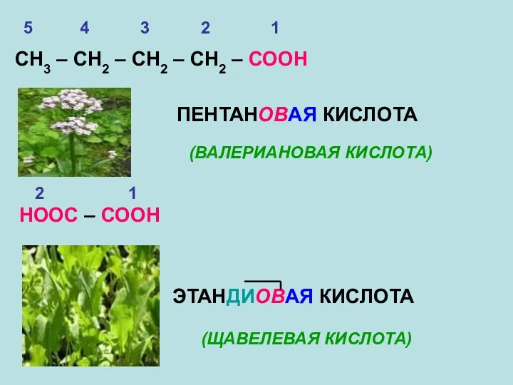 СН3 – СН2 – СН2 – СН2 – СООН ПЕНТАНОВАЯ