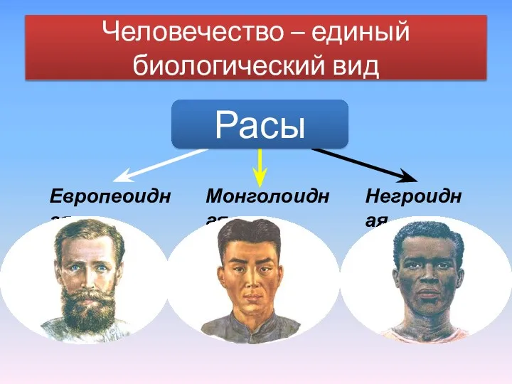 Человечество – единый биологический вид Европеоидная Монголоидная Негроидная Расы