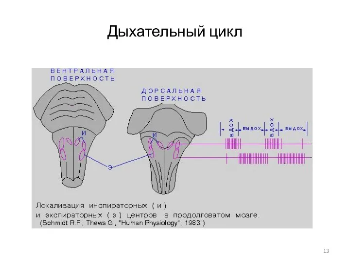 Дыхательный цикл