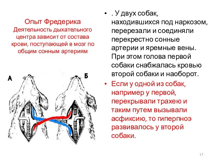 Опыт Фредерика Деятельность дыхательного центра зависит от состава крови, поступающей