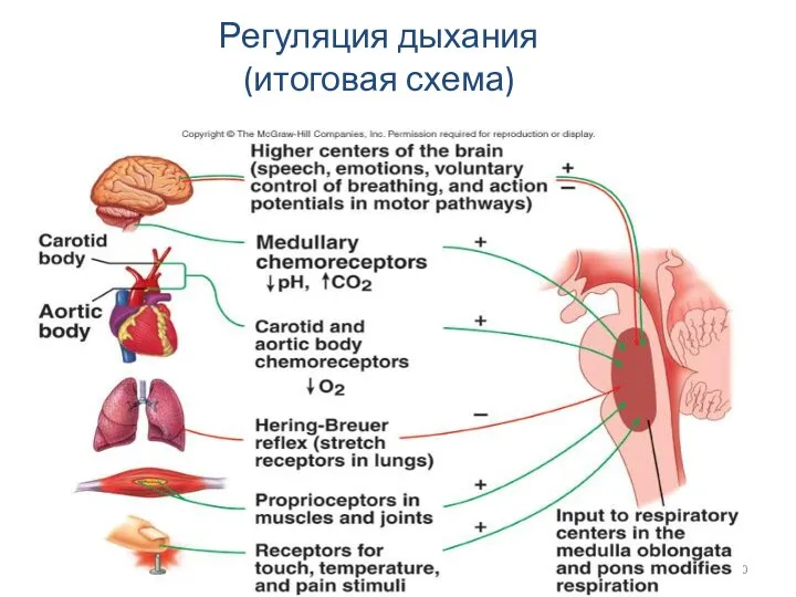 Регуляция дыхания (итоговая схема)