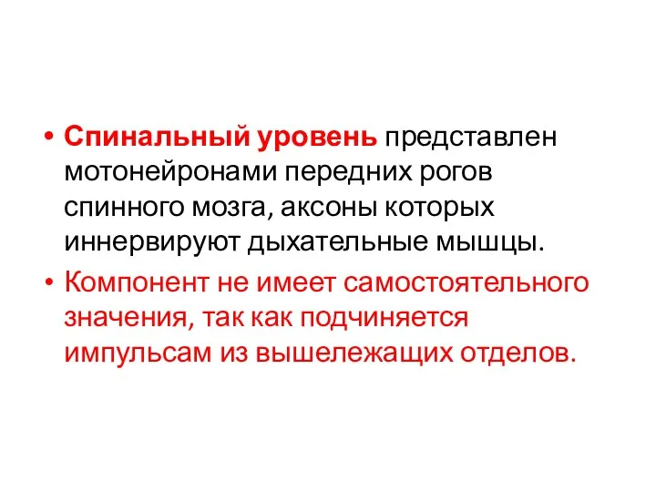 Спинальный уровень представлен мотонейронами передних рогов спинного мозга, аксоны которых