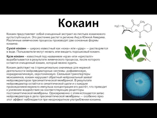 Кокаин Кокаин представляет собой очищенный экстракт из листьев кокаинового куста