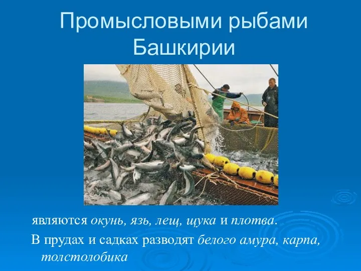 Промысловыми рыбами Башкирии являются окунь, язь, лещ, щука и плотва.