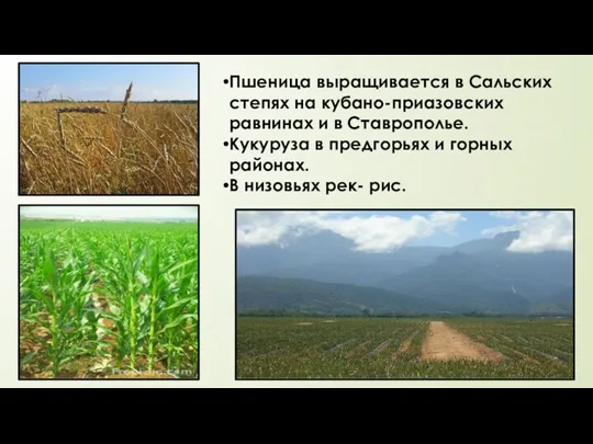 Пшеница выращивается в Сальских степях на кубано-приазовских равнинах и в