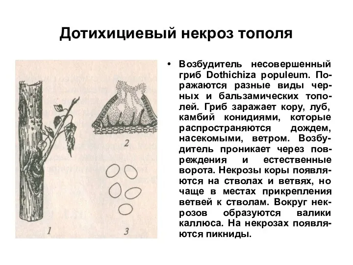 Дотихициевый некроз тополя Возбудитель несовершенный гриб Dothichiza populeum. По-ражаются разные