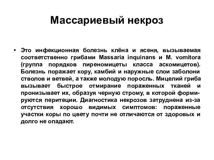 Массариевый некроз Это инфекционная болезнь клёна и ясеня, вызываемая соответственно