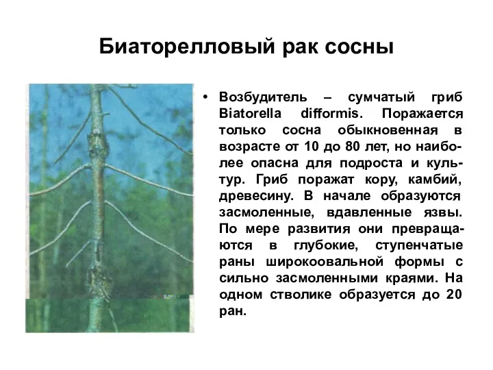 Биаторелловый рак сосны Возбудитель – сумчатый гриб Biatorella difformis. Поражается