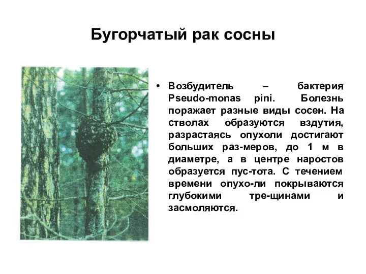 Бугорчатый рак сосны Возбудитель – бактерия Pseudo-monas pini. Болезнь поражает