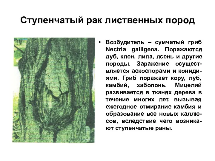 Ступенчатый рак лиственных пород Возбудитель – сумчатый гриб Nectria galligena.