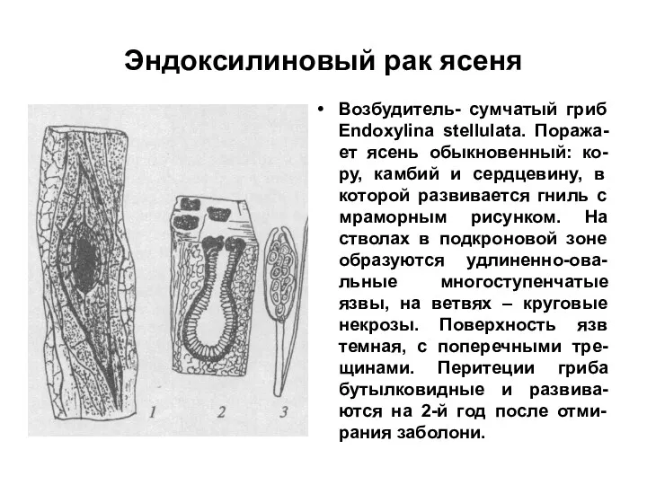 Эндоксилиновый рак ясеня Возбудитель- сумчатый гриб Endoxylina stellulata. Поража-ет ясень