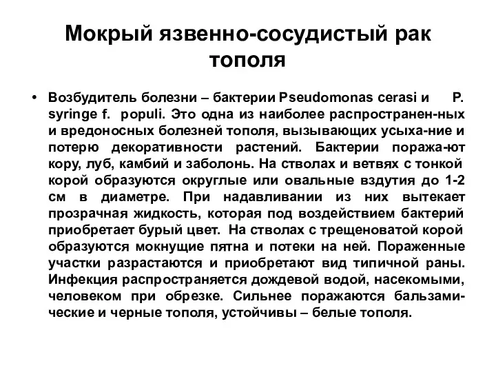 Мокрый язвенно-сосудистый рак тополя Возбудитель болезни – бактерии Pseudomonas cerasi