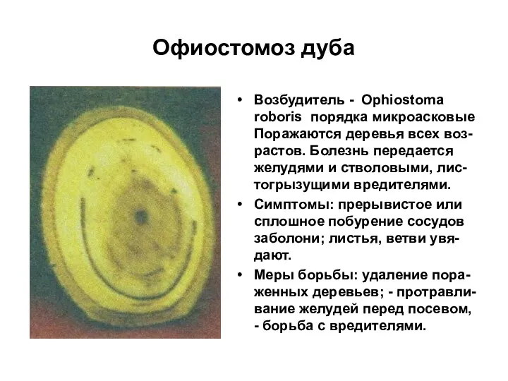 Офиостомоз дуба Возбудитель - Ophiostoma roboris порядка микроасковые Поражаются деревья