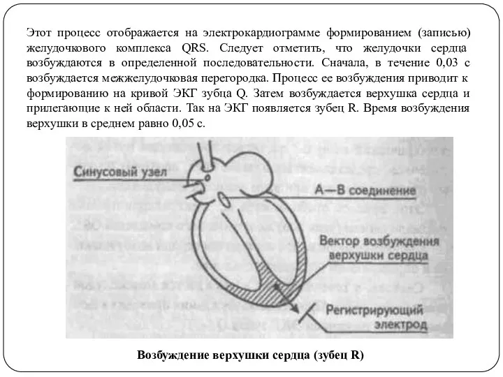 Этот процесс отображается на электрокардиограмме формированием (записью) желудочкового комплекса QRS.